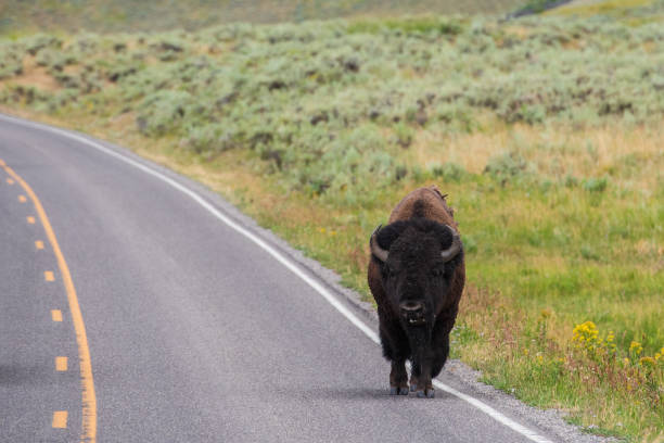 bison sur la partie - wyoming landscape american culture plain photos et images de collection