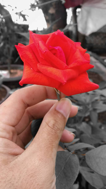 istock Red Rose Flower with Hand 1297344035