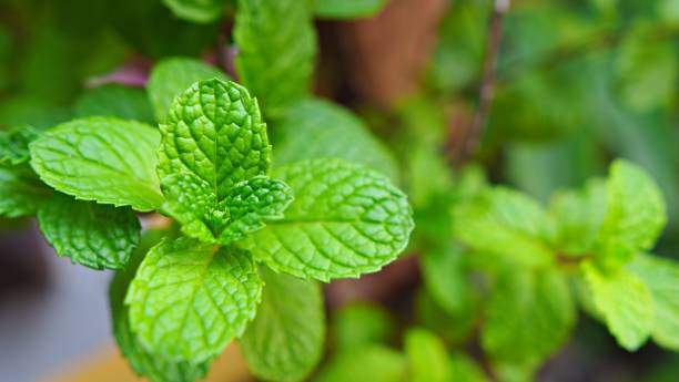 istock Close up on green mint leaves. 1297344057