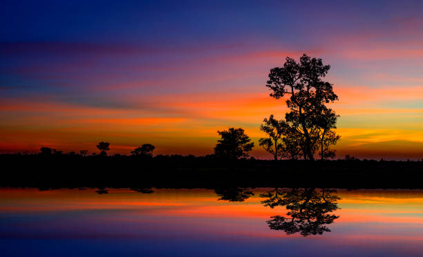 istock Panorama silhouette tree in africa with sunset.Tree silhouetted against a setting sun reflection on water.Typical african sunset with acacia trees in Masai Mara, Kenya. 1297348439