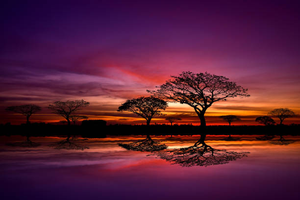 Panorama silhouette tree in africa with sunset.Tree silhouetted against a setting sun reflection on water.Typical african sunset with acacia trees in Masai Mara, Kenya.