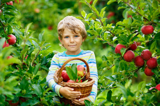 activo niño rubio feliz recogiendo y comiendo manzanas rojas en la granja orgánica, otoño al aire libre. divertido niño en edad preescolar divirtiéndose con la ayuda y la cosecha. - apple orchard child apple fruit fotografías e imágenes de stock