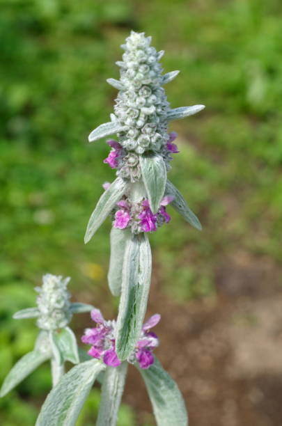 istock Blooming Stachys Byzantine (lat. Stachys byzantina), or stahis woolly close-up 1297353570