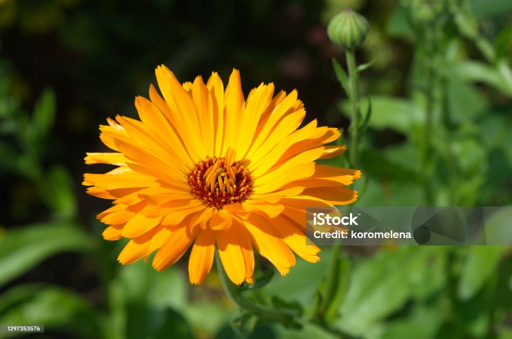 Blooming orange Calendula officinalis in the garden close-up Calendula officinalis blooms in a flower bed in the garden Flower Stock Photo