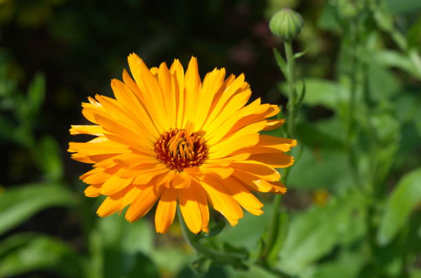 Blooming orange Calendula officinalis in the garden close-up Calendula officinalis blooms in a flower bed in the garden field marigold stock pictures, royalty-free photos & images