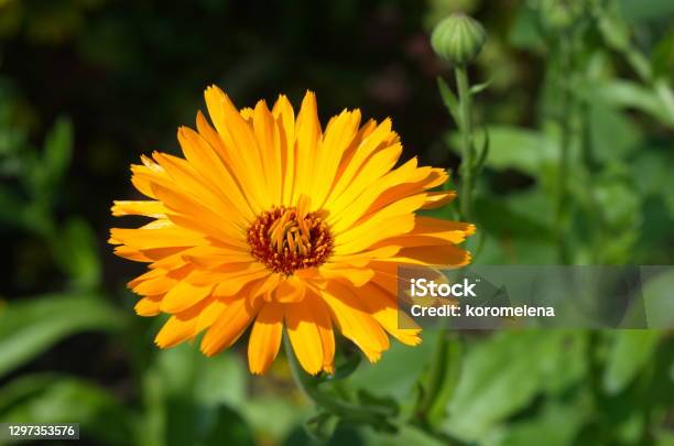 Blooming Orange Calendula Officinalis In The Garden Closeup Stock Photo - Download Image Now