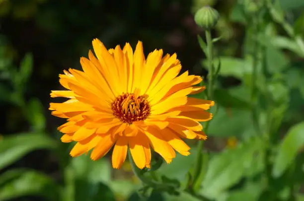 Photo of Blooming orange Calendula officinalis in the garden close-up