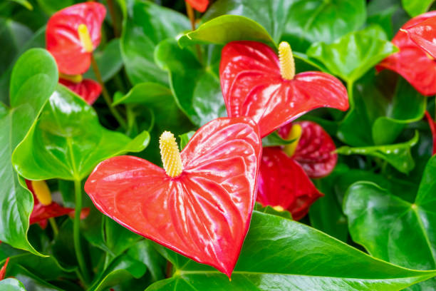 istock Close-up of a blooming evergreen anthurium plant. Selective focus, blurred backdrop. 1297354363
