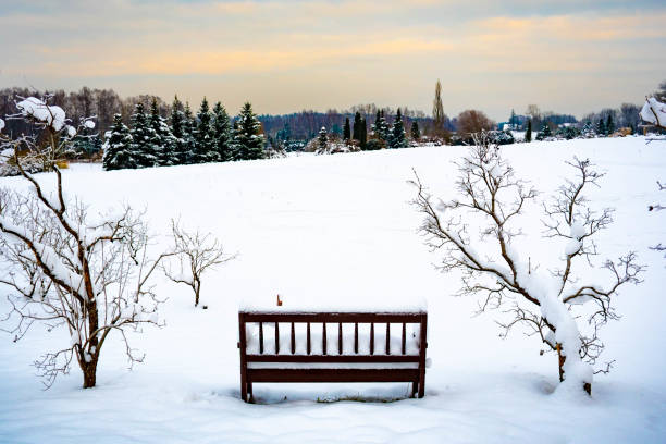 istock Wonderful white winter landscape with trees and bench covered by snow 1297355055
