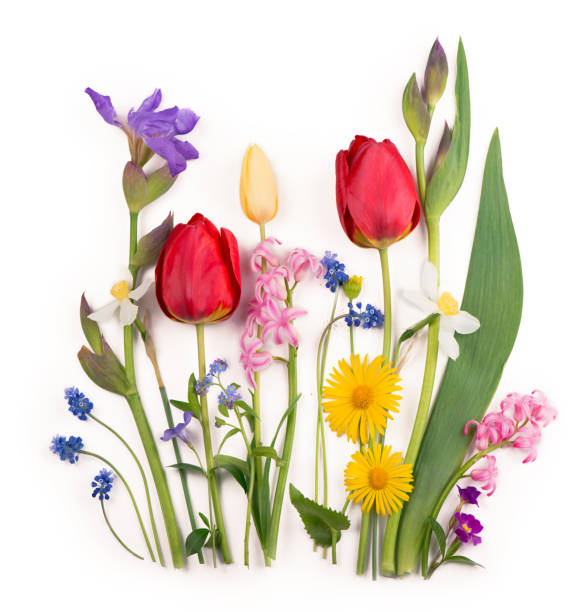 istock Spring flowers daffodils and tulips on white background 1297355128