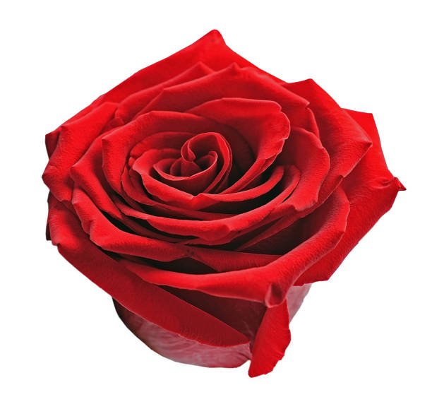 istock Closeup rose flowers 1297356759