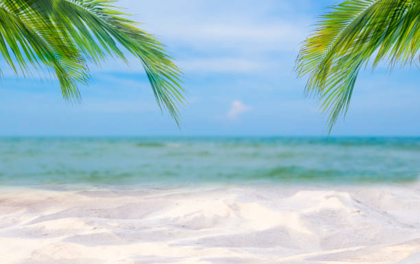 istock Coconut tree leaf on the tropical beach with space for text , summer,holiday, vacation weekend or relax ,summer mid year sale concept 1297356965