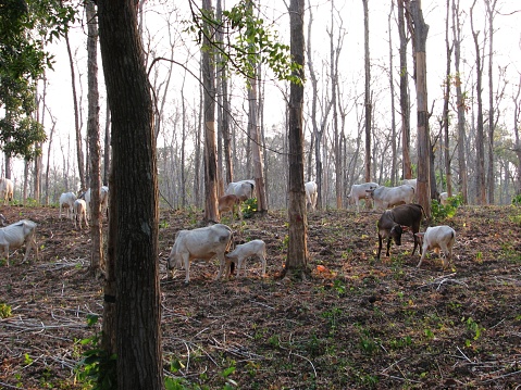 Most of the livelihoods of Indonesians who live  in villages are cattle breeders.
