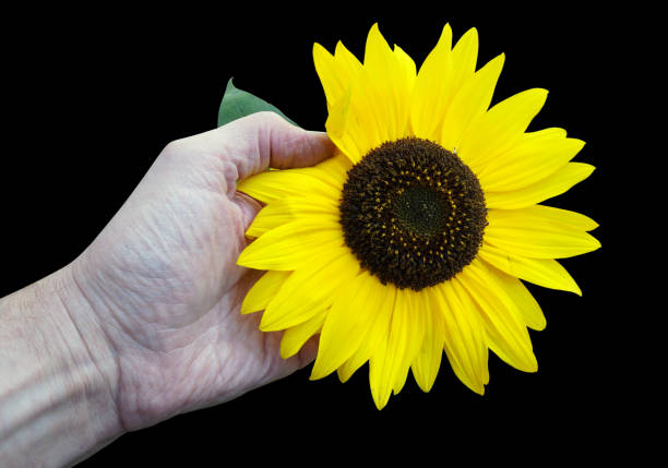 istock A farmer holding a sunflower flower in his hand 1297357861