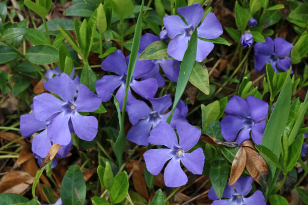 istock The spring forest creeping flower the Periwinkle  blooms with blue  bells 1297357921