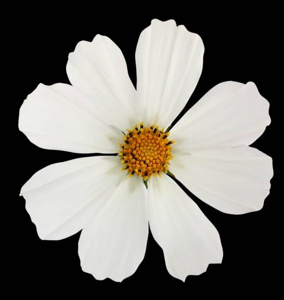 istock White garden cosmos   flower   isolated 1297358515