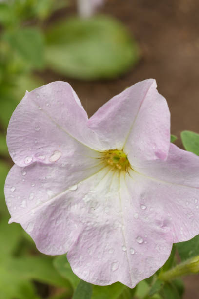 istock Summer background with petunia flower in sunlight. 1297359760