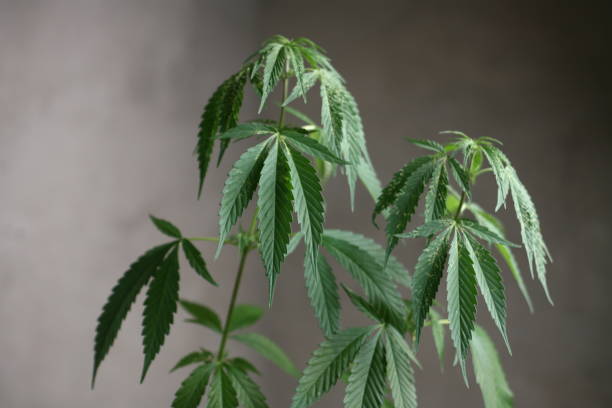 istock plant medical cannabis . marijuana hemp home growing 1297360754