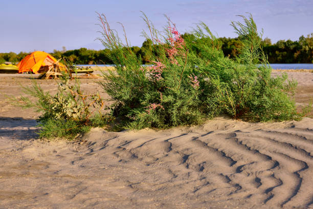 Bush of blooming pink tamarix at the sand dune on the background of tourist camp with a tent and boats in the immediate vicinity of the river in semi-desert zone; travel and tourism concept