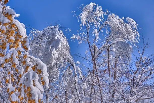 Photo of Snowfall Branches Trees Winter Park