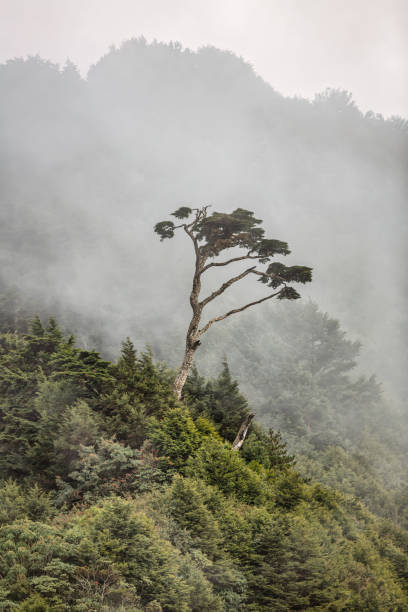 istock Lonely Tree in the Mist Taiwan Hehuanshan National Forest 1297364814