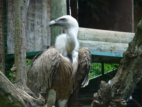 tawny vulture - gyps fulvus - standing on its branch in a zoological park