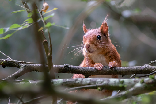 Curious Eurasian red squirrel (Sciurus vulgaris) in the forest of Tessenderlo, Belgium. Green background.