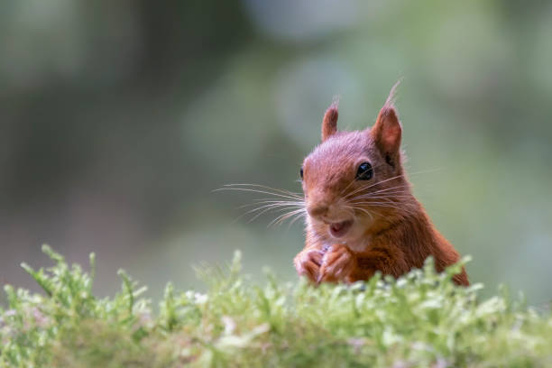 istock Portrait of a  curious Eurasian red squirrel (Sciurus vulgaris) in the forest 1297365096