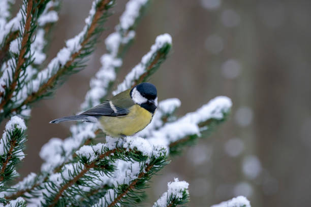 istock Great Tit (Parus major) perched on a tree covered with snow in the forest of the Netherlands. 1297365136