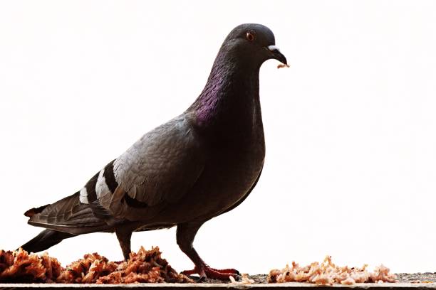 oiseau de pigeon mangeant le riz. - 7096 photos et images de collection