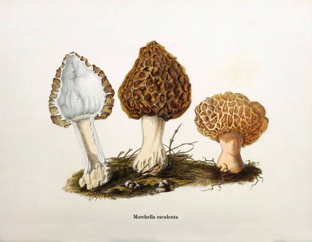 illustrazioni stock, clip art, cartoni animati e icone di tendenza di fungo morel giallo (morchella esculenta) - morel mushroom