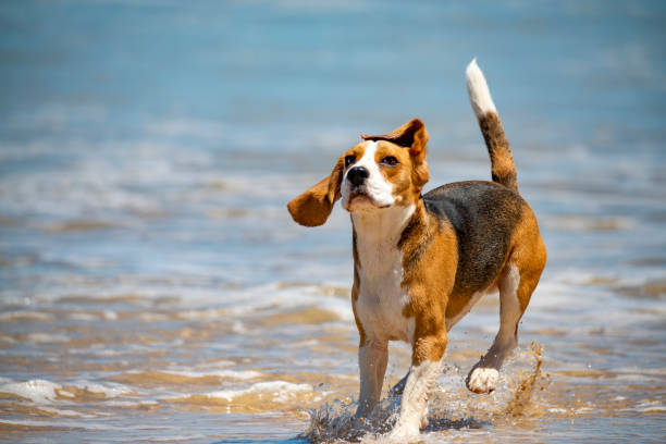 Close up photo of a young beagle playing