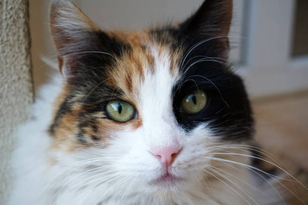 istock Beautiful cat in near plan 1297369161