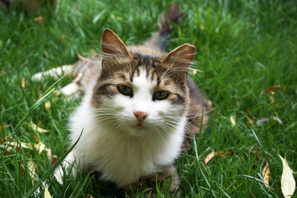 istock Beautiful cat in near plan 1297369284