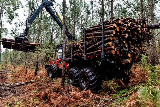 istock large vehicle for the forest maintenance industry 1297369286