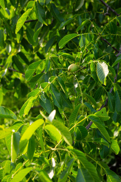 istock Walnut on branch of walnut tree, food in nature 1297370575
