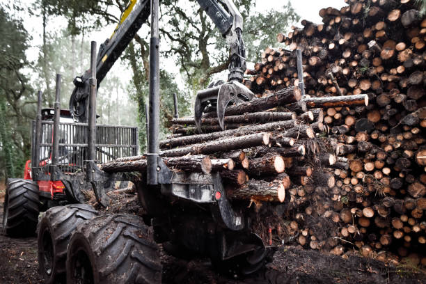 istock large vehicle for the forest maintenance industry 1297370754