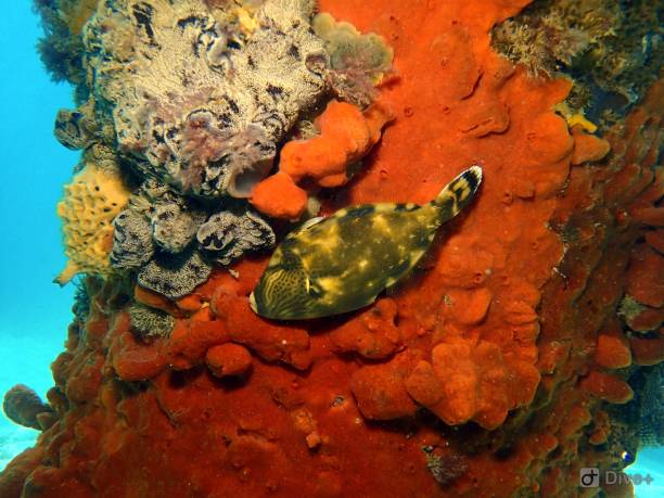 pesce giacca di cuoio mosaico - victoria sponge foto e immagini stock
