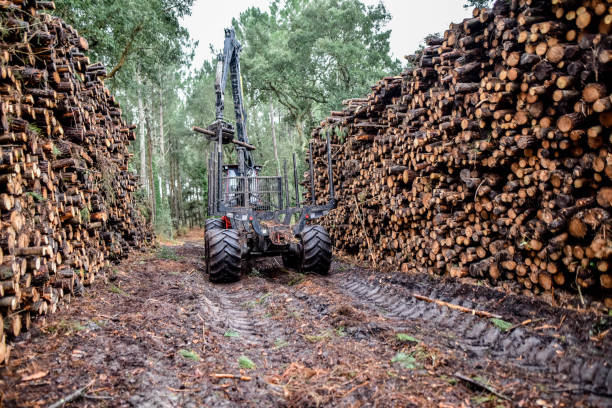 istock large vehicle for the forest maintenance industry 1297371998