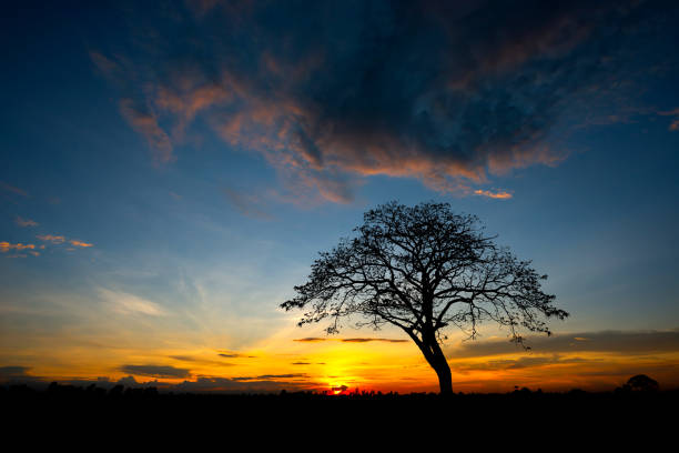 istock Panorama silhouette tree in africa with sunset.Tree silhouetted against a setting sun.Dark tree on open field dramatic sunrise.Typical african sunset with acacia trees in Masai Mara, Kenya 1297372069