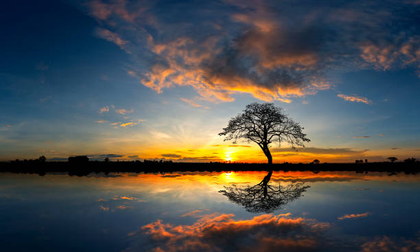 istock Panorama silhouette tree in africa with sunset.Tree silhouetted against a setting sun reflection on water.Typical african sunset with acacia trees in Masai Mara, Kenya. 1297372075