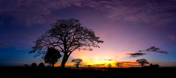 istock Panorama silhouette tree in africa with sunset.Tree silhouetted against a setting sun.Dark tree on open field dramatic sunrise.Typical african sunset with acacia trees in Masai Mara, Kenya 1297372081