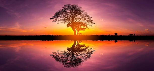 istock Panorama silhouette tree in africa with sunset.Tree silhouetted against a setting sun reflection on water.Typical african sunset with acacia trees in Masai Mara, Kenya. 1297372166