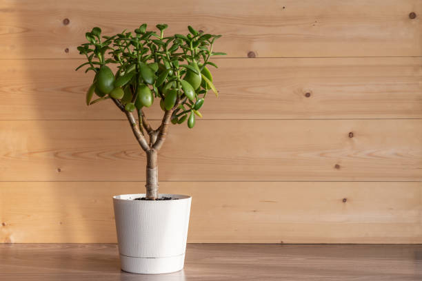 istock Succulent houseplant Crassula ovata in a pot on rustic background 1297373837