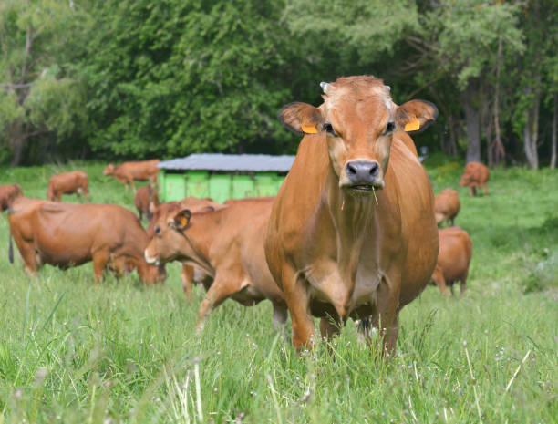 istock beautiful brown alpine cow  in grass looking camera with other cows background 1297373861