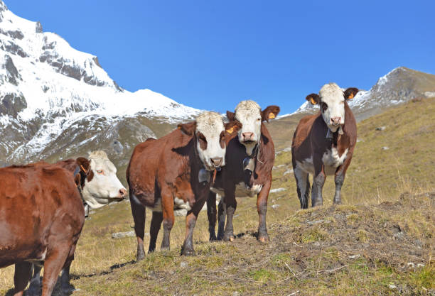 istock alpine brown and white cows in mountain pasture under blue sky 1297373889
