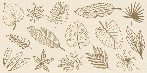 kolekcja tropical leaves doodle - fern leaf isolated flat stock illustrations