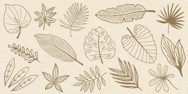 ilustrações, clipart, desenhos animados e ícones de coleção de doodle de folhas tropicais - fern leaf isolated flat
