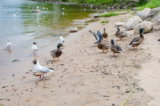 Ducks and seagulls on the coast.