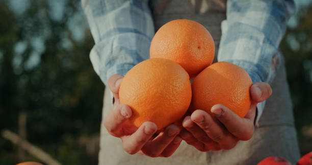 istock The seller holds a few oranges over the counter 1297375109